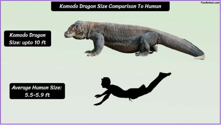 Komodo Dragon Size: How Big Are They Compared To Others?