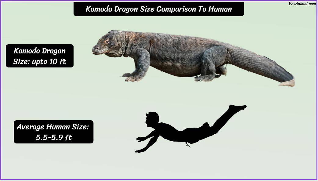Komodo Dragon Size How Big Are They Compared To Others?
