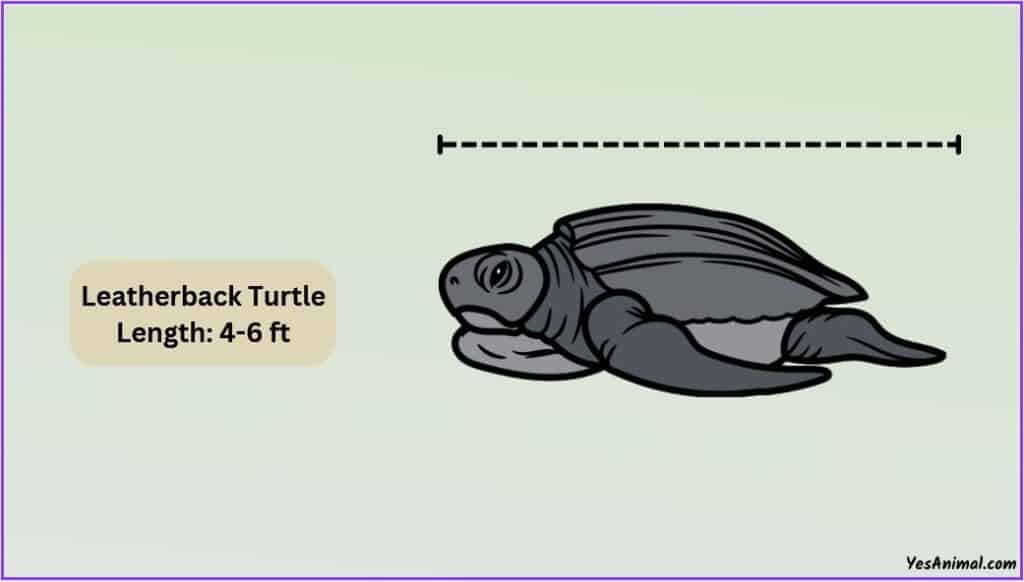 Leatherback Turtle Size