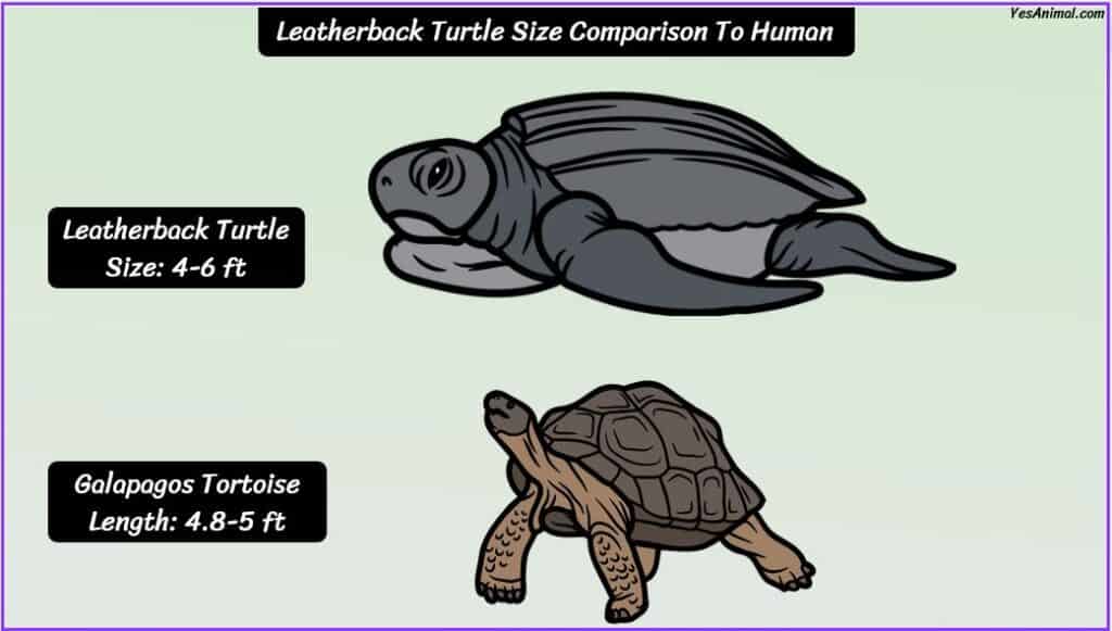 Leatherback Turtle Size compared with Galapagos tortoise