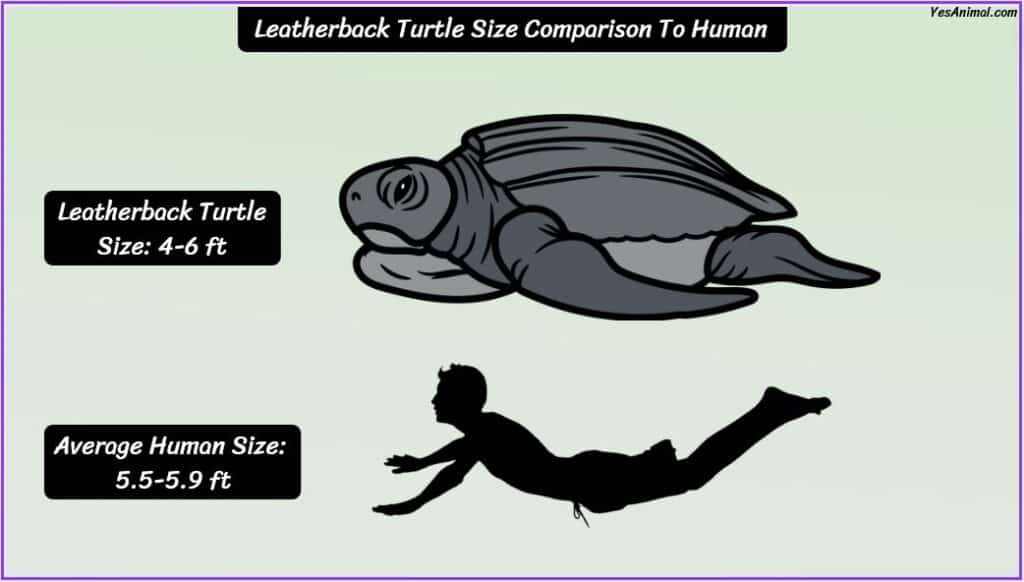 Leatherback Turtle Size compared with human