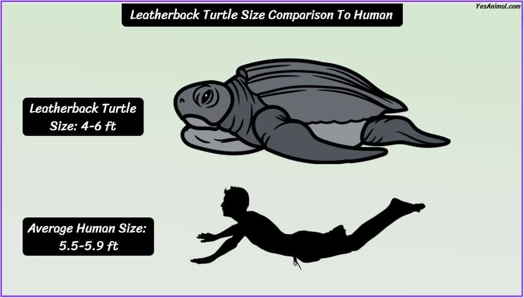 leatherback-turtle-size-how-big-are-they-compared-to-others