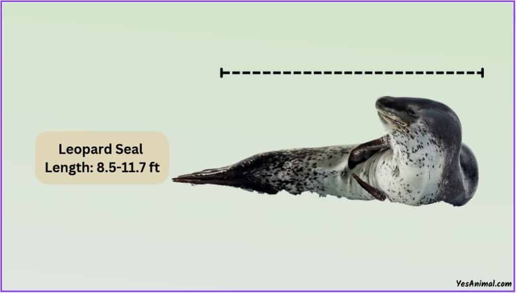 Leopard Seal Size