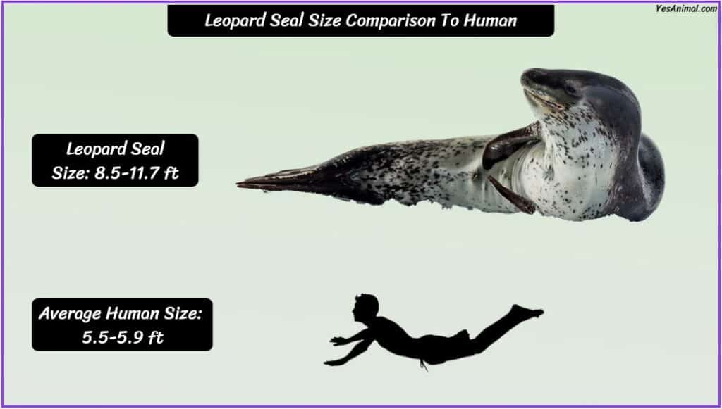 Leopard Seal Size compared with human
