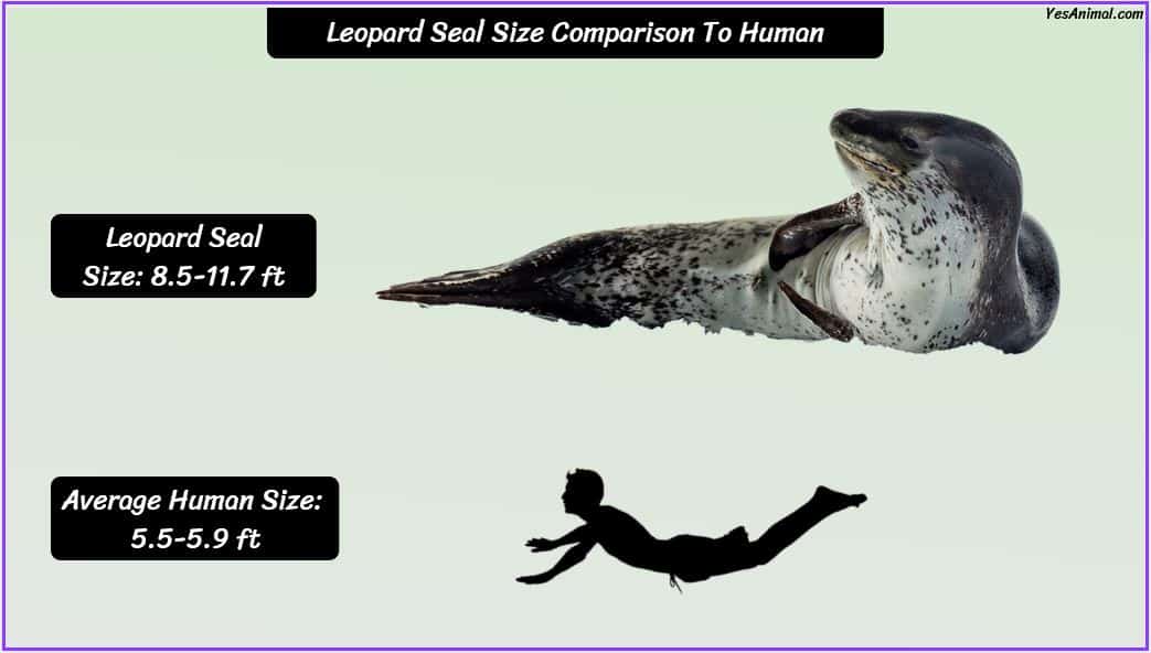 Leopard Seal Size: How Big Are They Compared To Others?