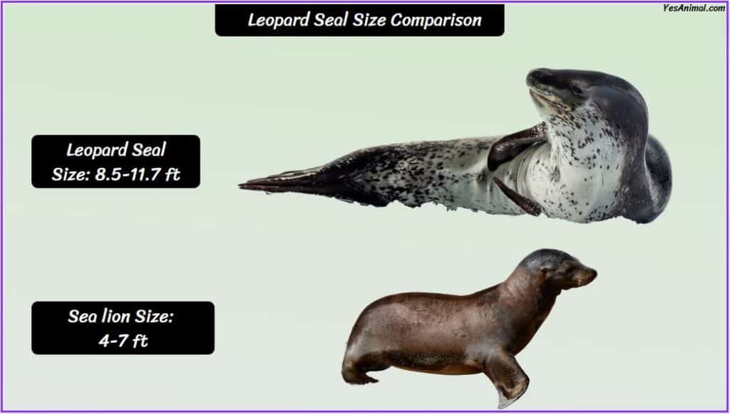 Leopard Seal Size compared with sea lion