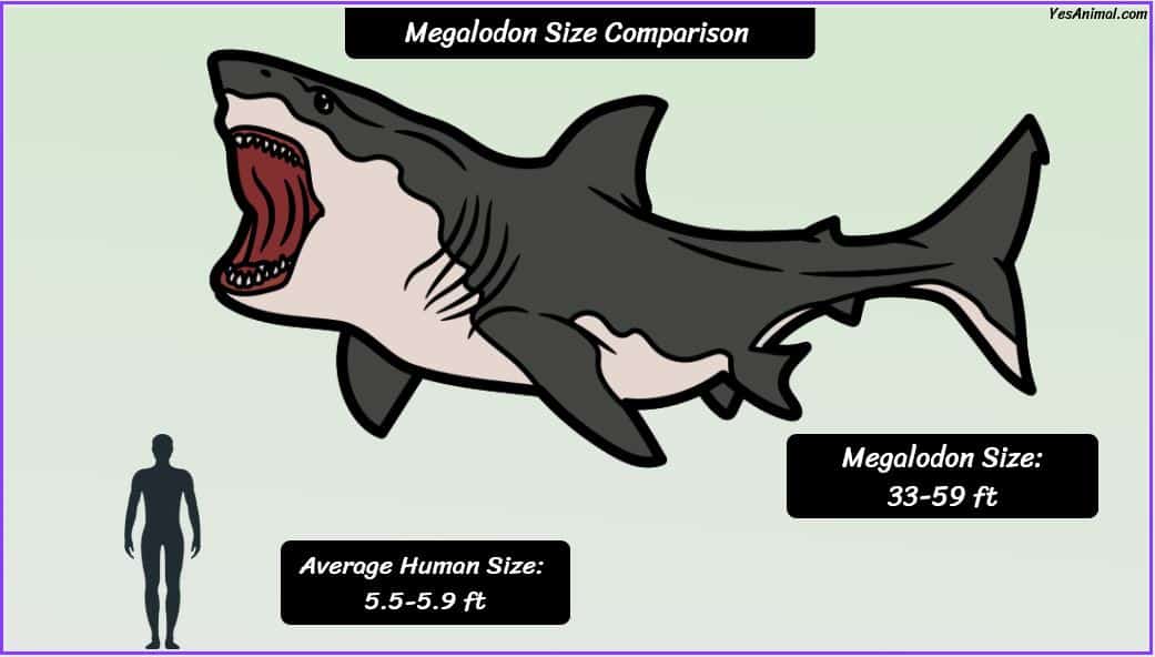 Megalodon Size: How Big Were They Compared To Others?