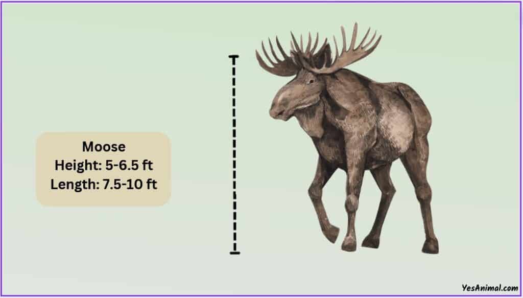 Moose Size
