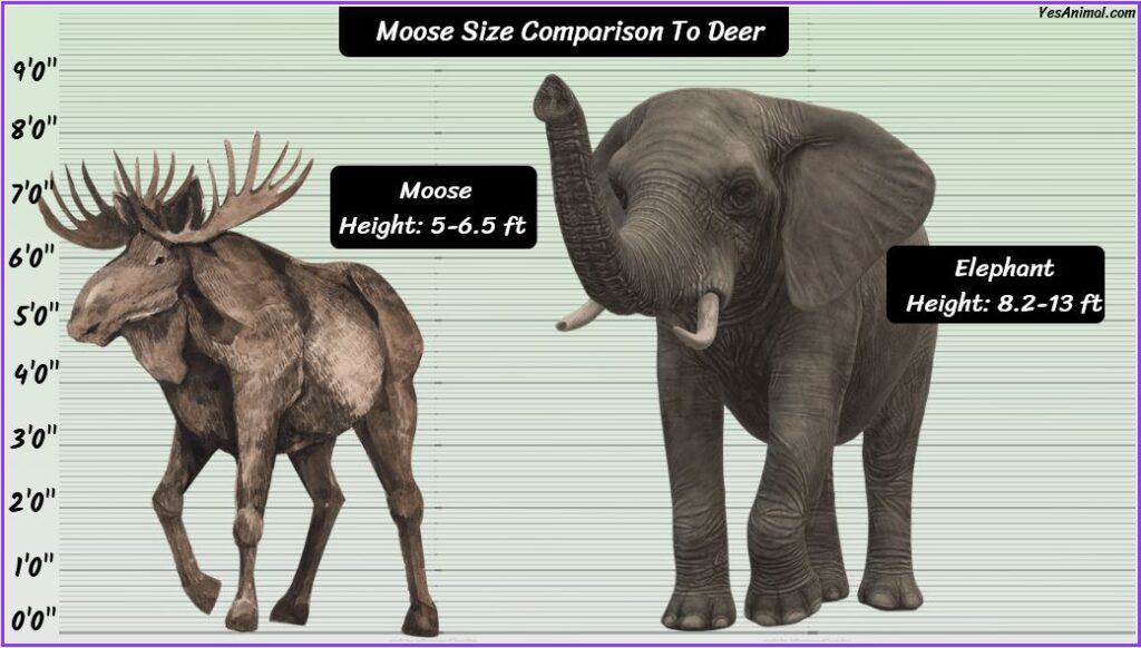 Moose size compared to elephant