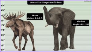 Moose Size Explained & Compared With Others