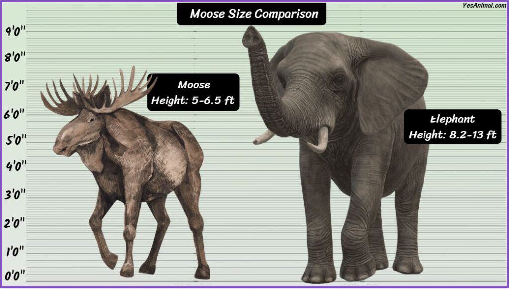 Moose Size compared with elephant