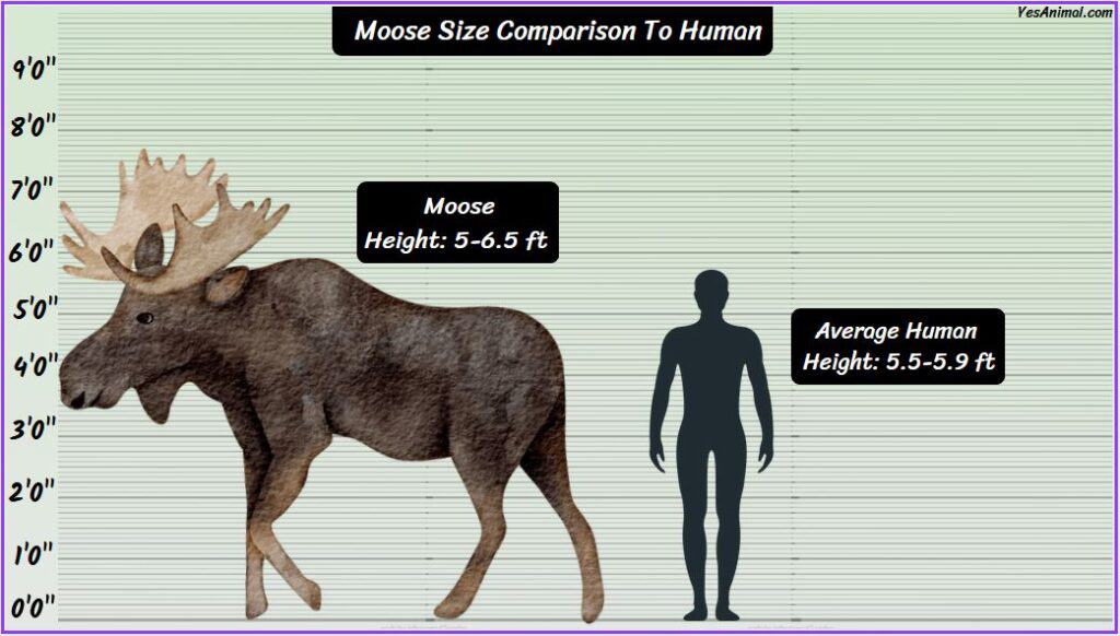 Moose Size compared with human