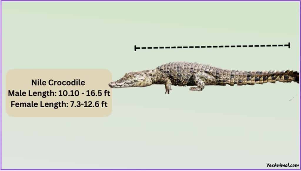 Nile Crocodile size