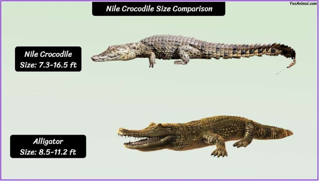 Nile Crocodile size compared with alligator