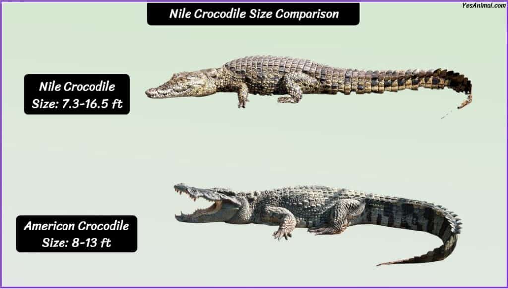 Nile Crocodile size compared with American crocodile
