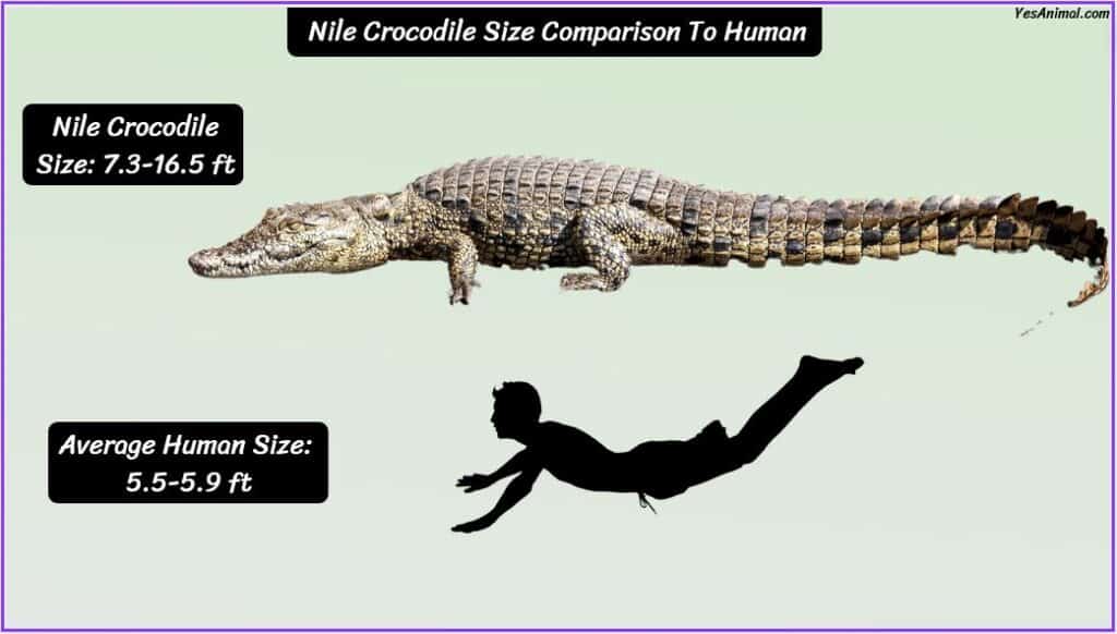 Nile Crocodile size compared with human