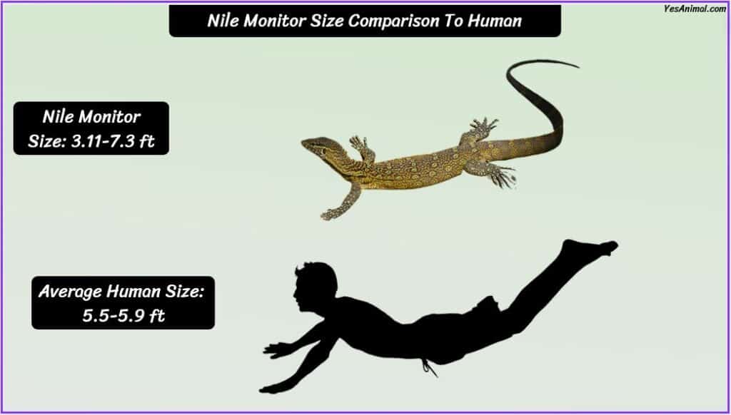 Nile Monitor Size compared with human
