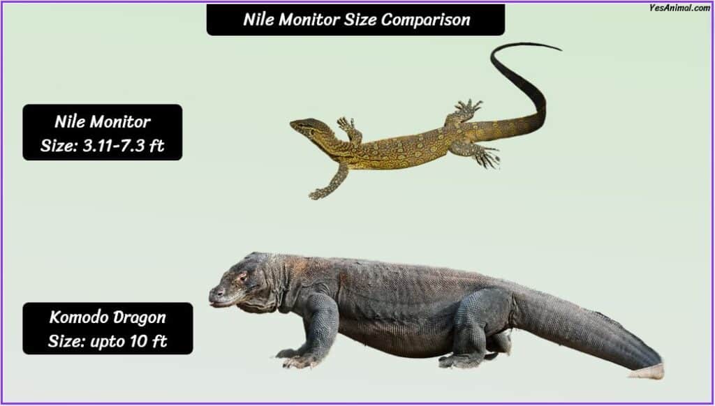 Nile Monitor Size compared with komodo dragon
