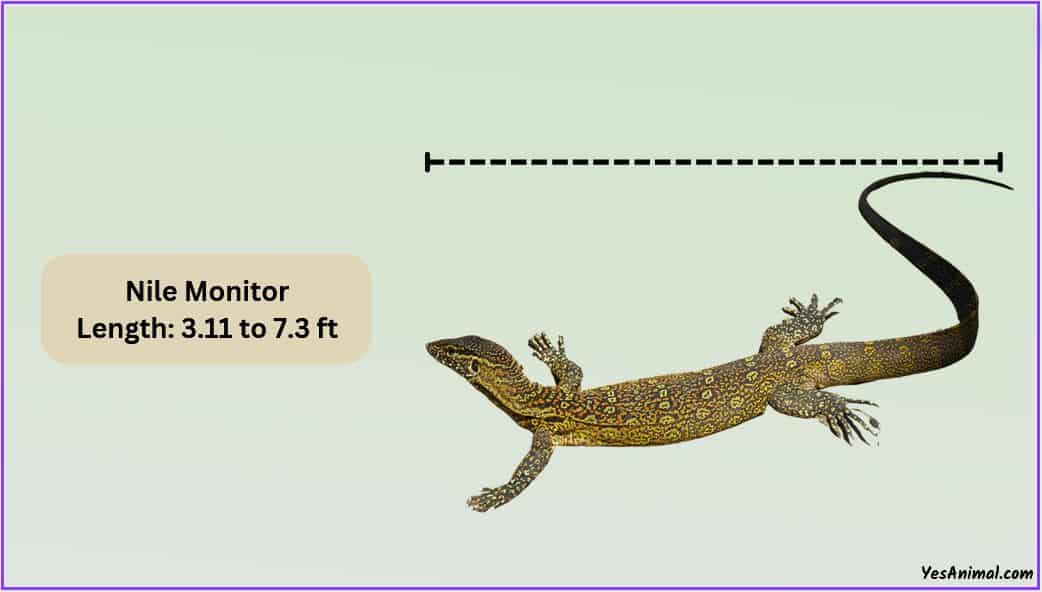 nile-monitor-size-how-big-are-they-compared-to-others