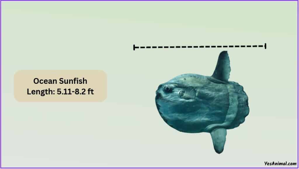 Ocean Sunfish Size