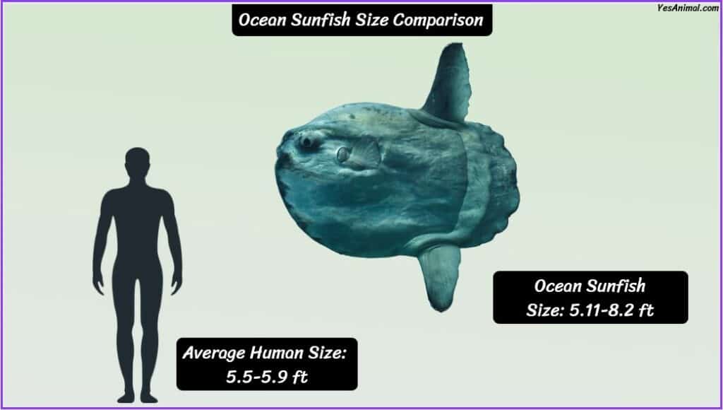 Ocean Sunfish Size compared with human