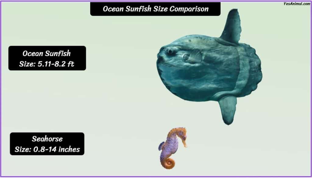 Ocean Sunfish Size compared with seahorse