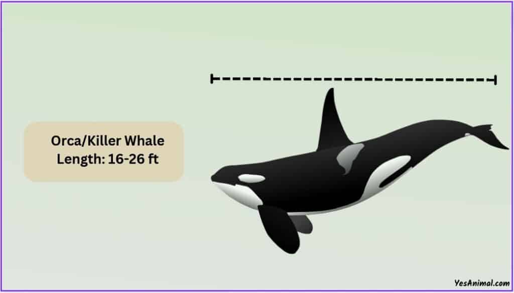 Orca size
