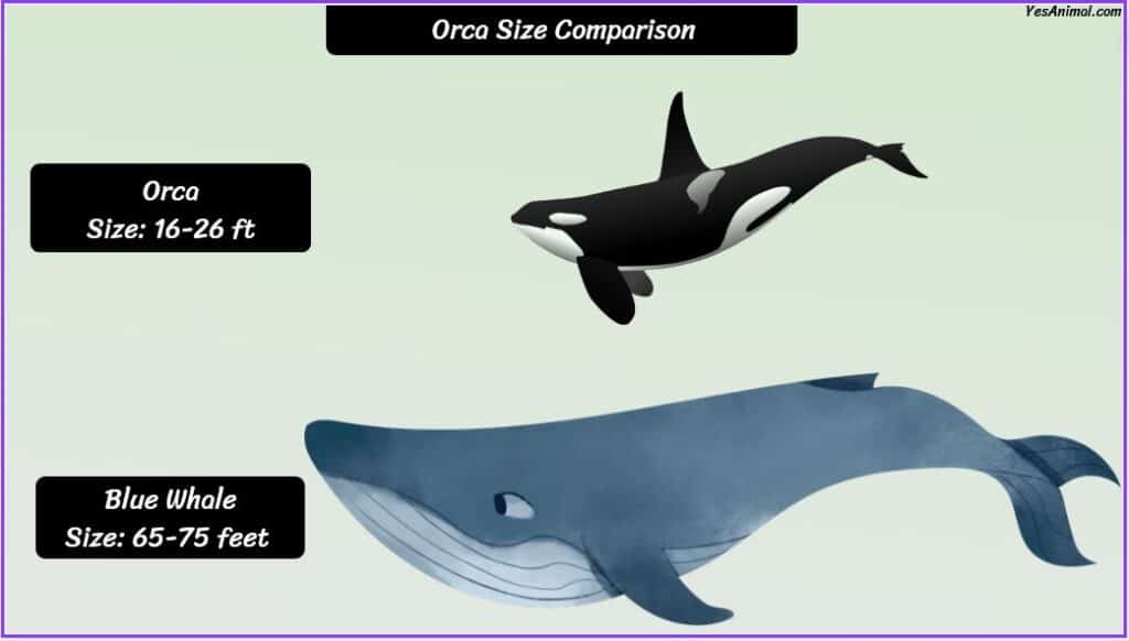 Orca size compared with blue whale