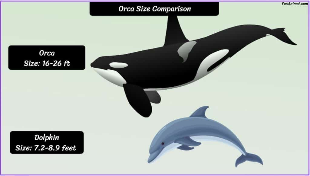Orca size compared with dolphin