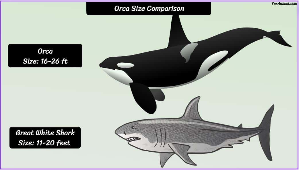 Killer Whale/Orca Size: How Big Are They Compared To Others?