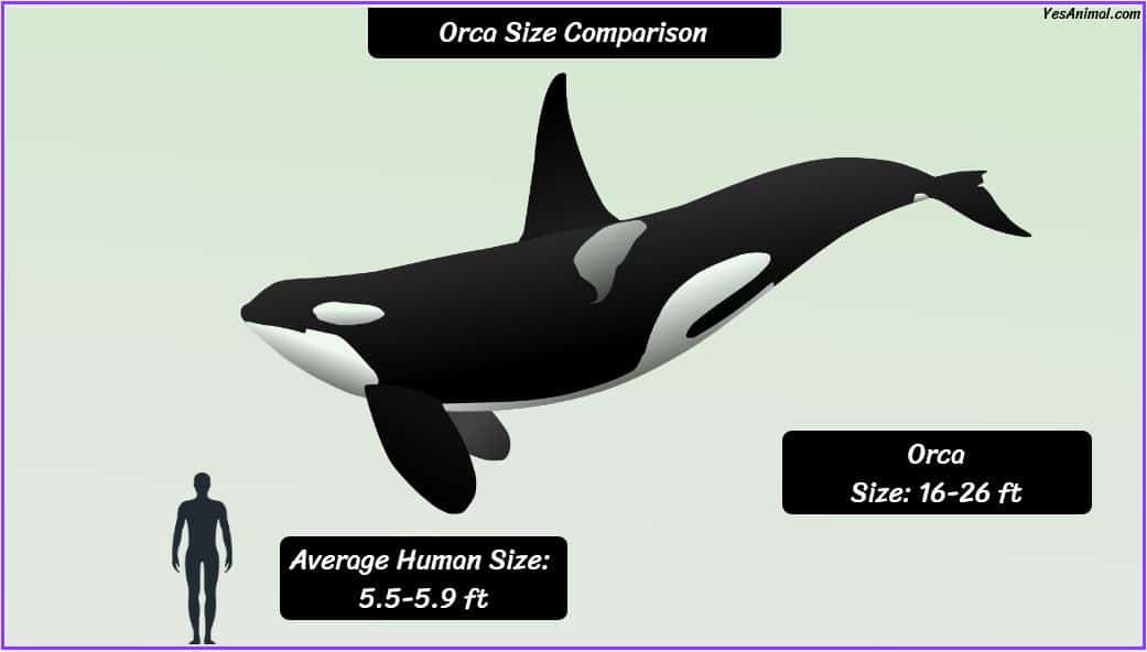 killer-whale-orca-size-how-big-are-they-compared-to-others