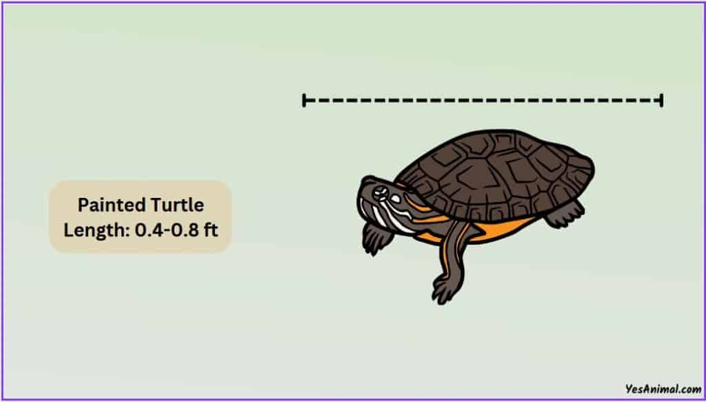 Painted turtle size