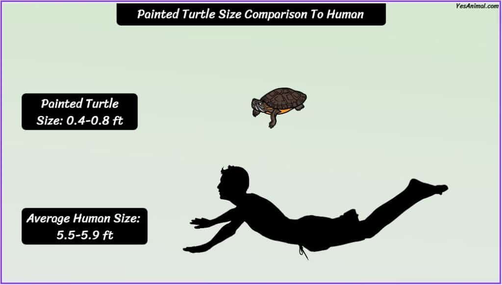 Painted turtle size compared with human