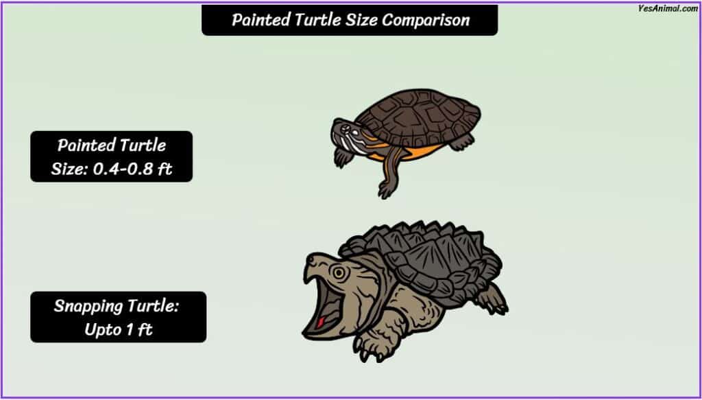 Painted turtle size compared with snapping turtle