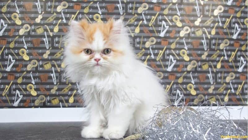 Persian Kitten