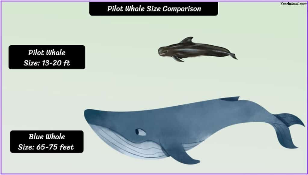 Pilot Whale Size compared with Blue whale