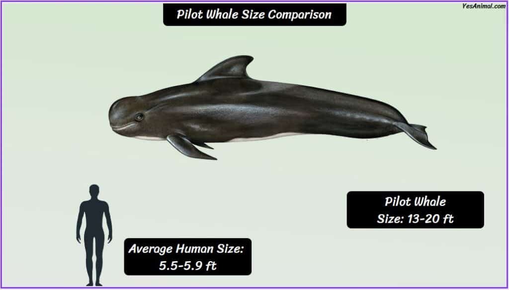 Pilot Whale Size compared with human