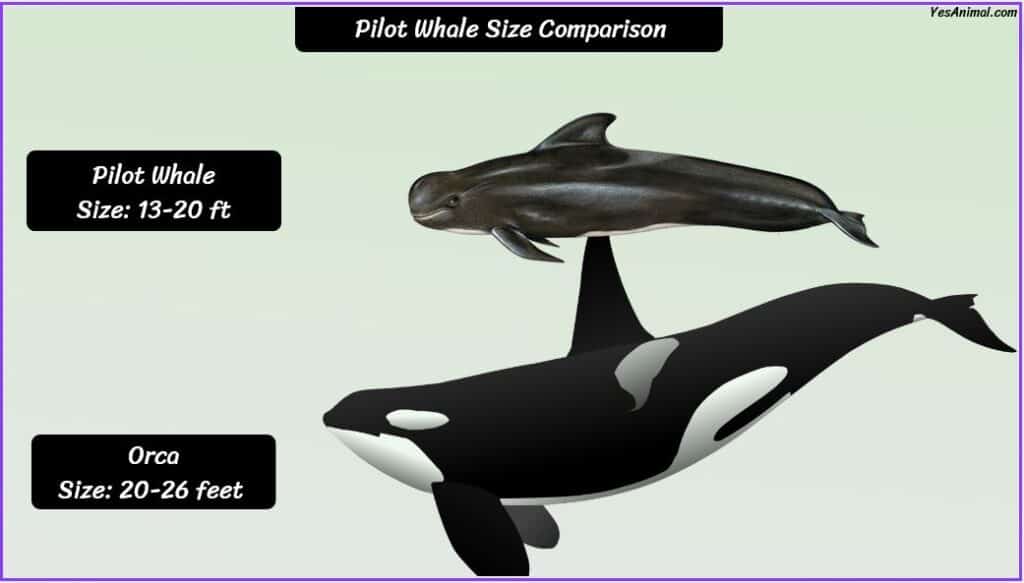 Pilot Whale Size compared with orca