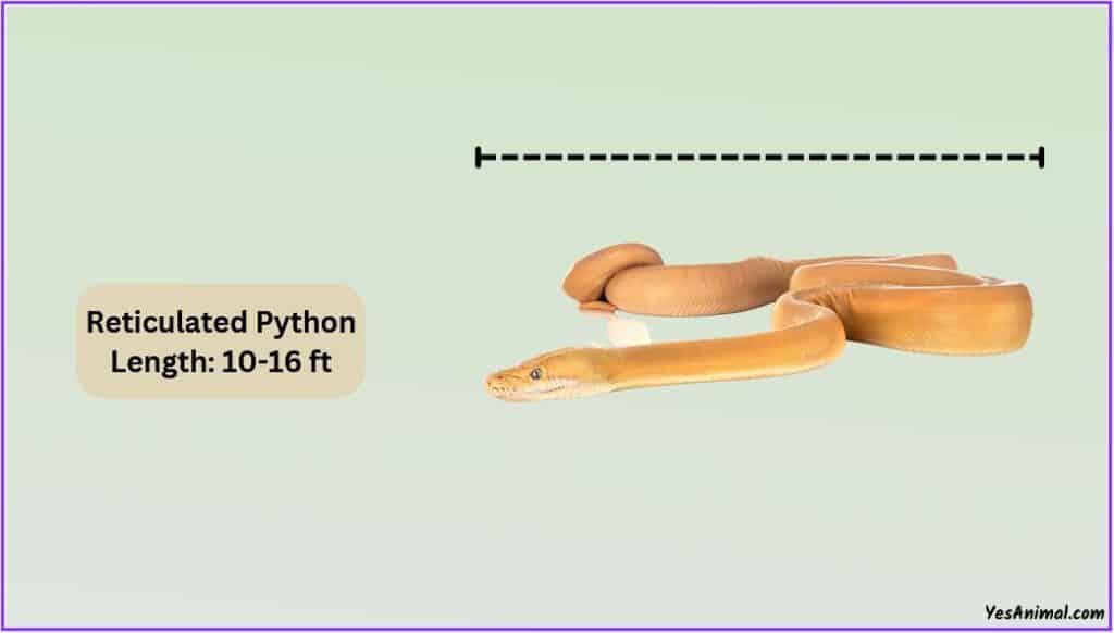 Reticulated Python Size