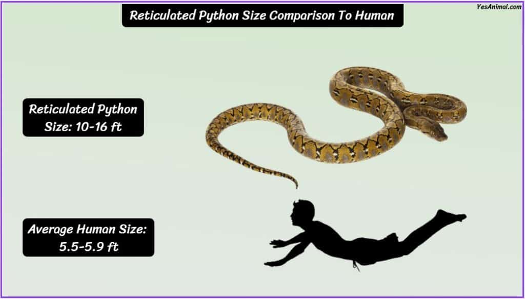 Reticulated Python Size compared with human 