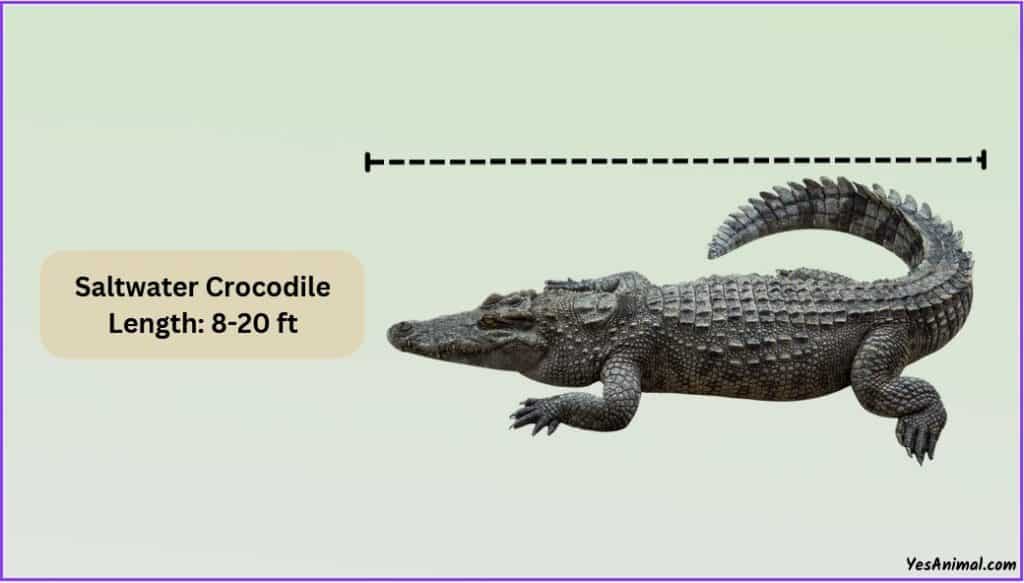 Saltwater Crocodile Size