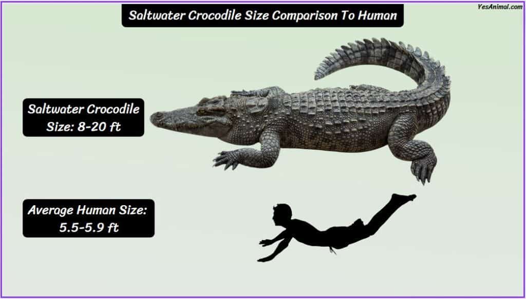 Saltwater Crocodile Size compared with human