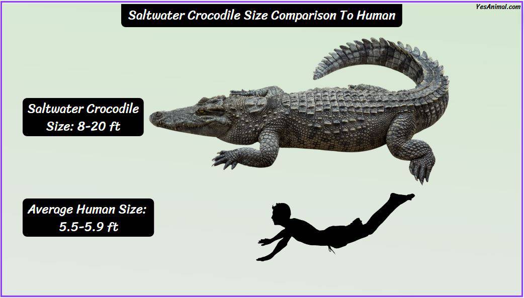 Saltwater Crocodile Size How Big Are They Comparison?