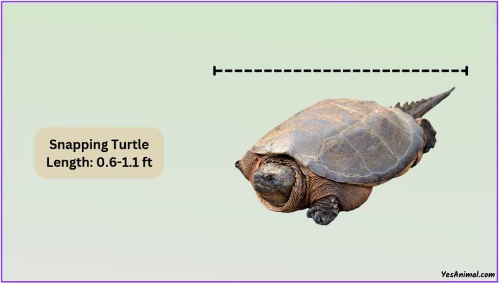 Snapping Turtle Size