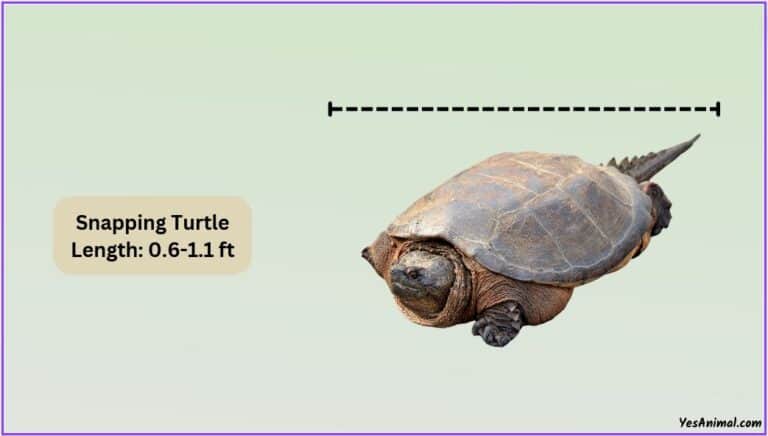 Snapping Turtle Size: How Big Are They Compared To Others?