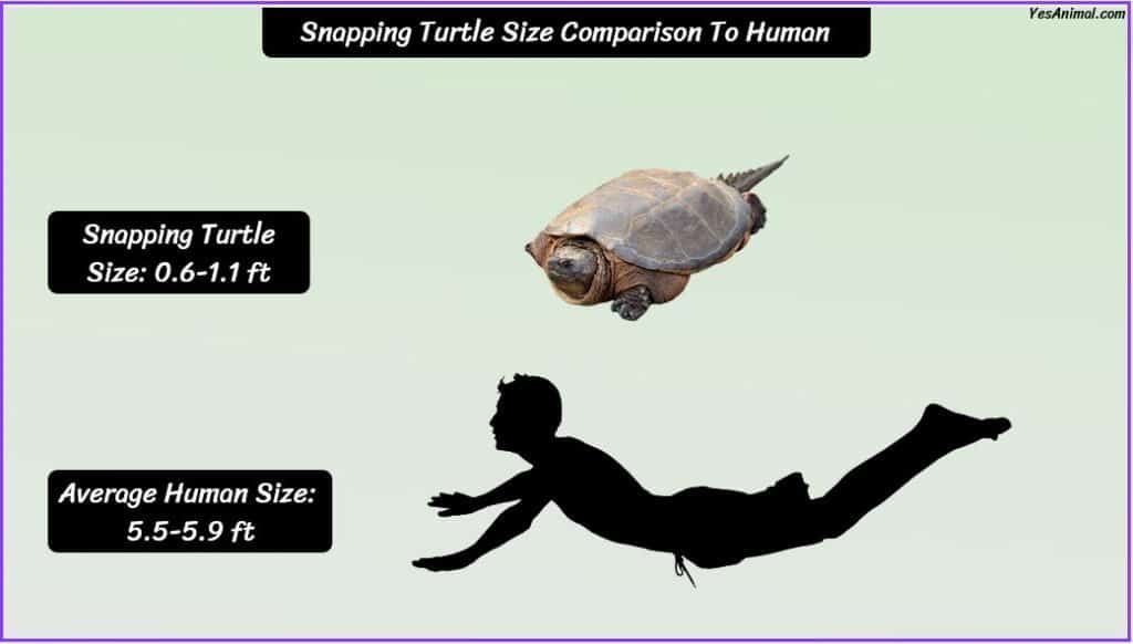 Snapping Turtle Size compared with human