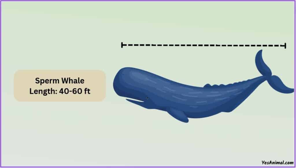 Sperm Whale Size