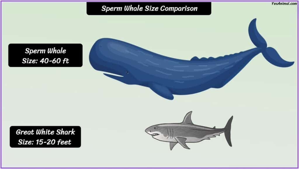 Sperm whale size compared with GREAT WHITE SHARK