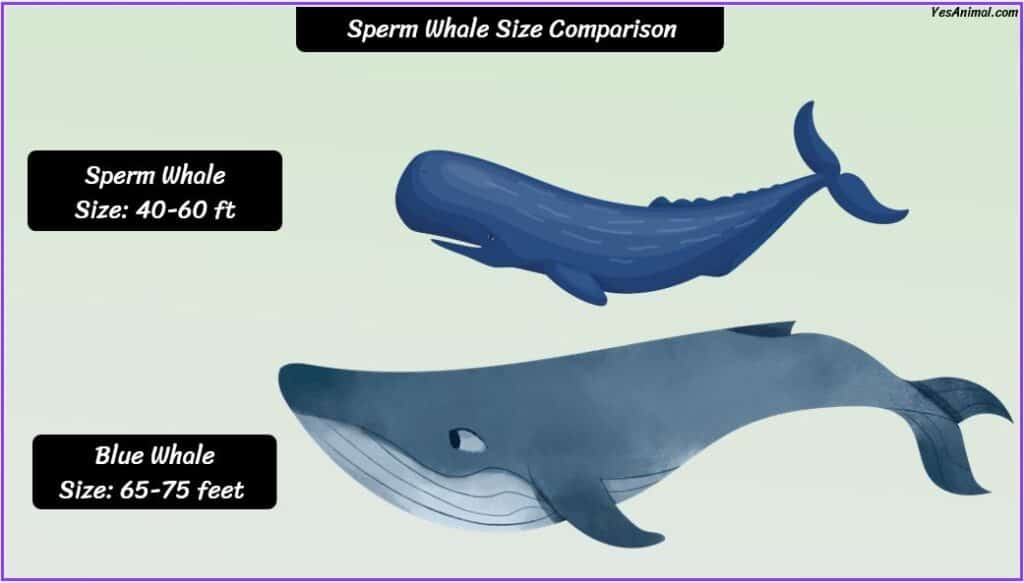 Sperm Whale Size compared to blue whale