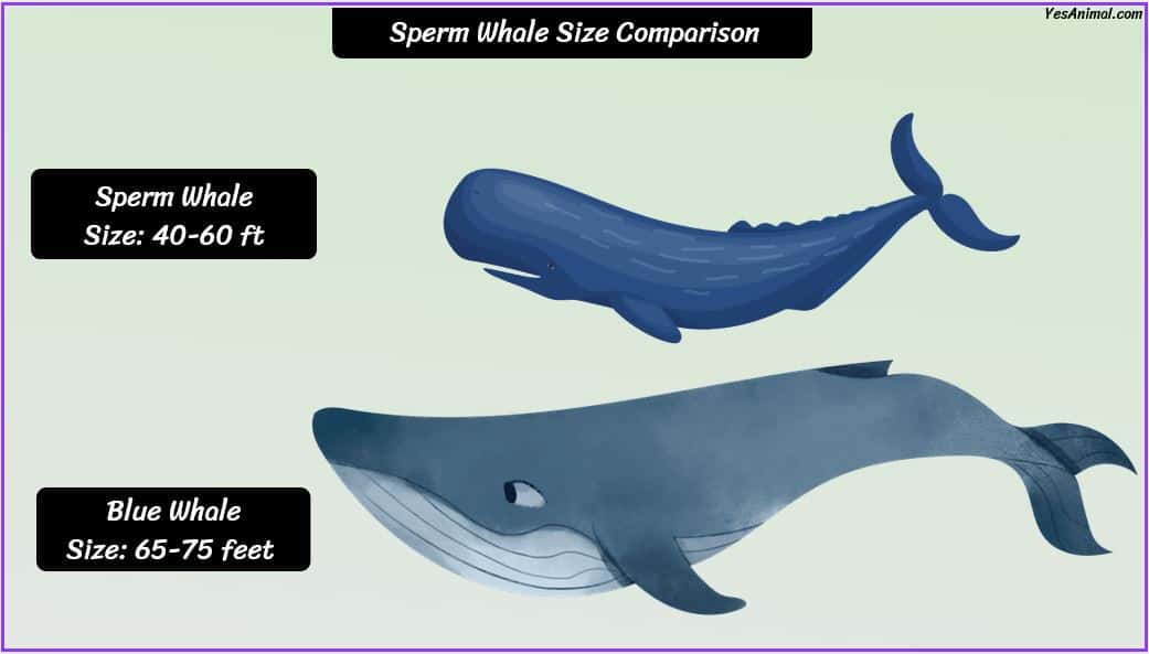 Sperm Whale Size: How Big Are They Compared To Others?